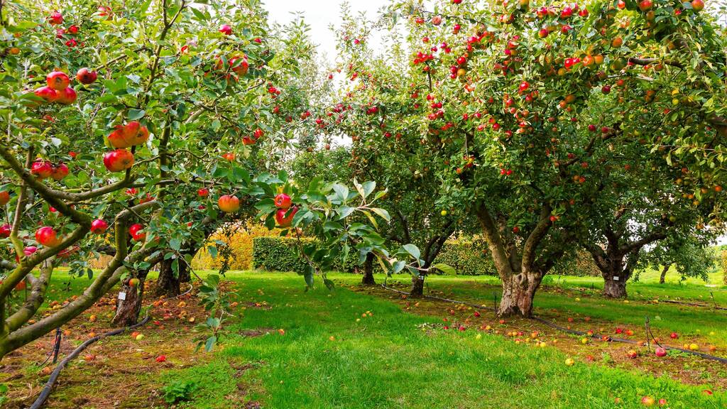 Go Apple Picking Near Chicago At These Local Orchards This Fall