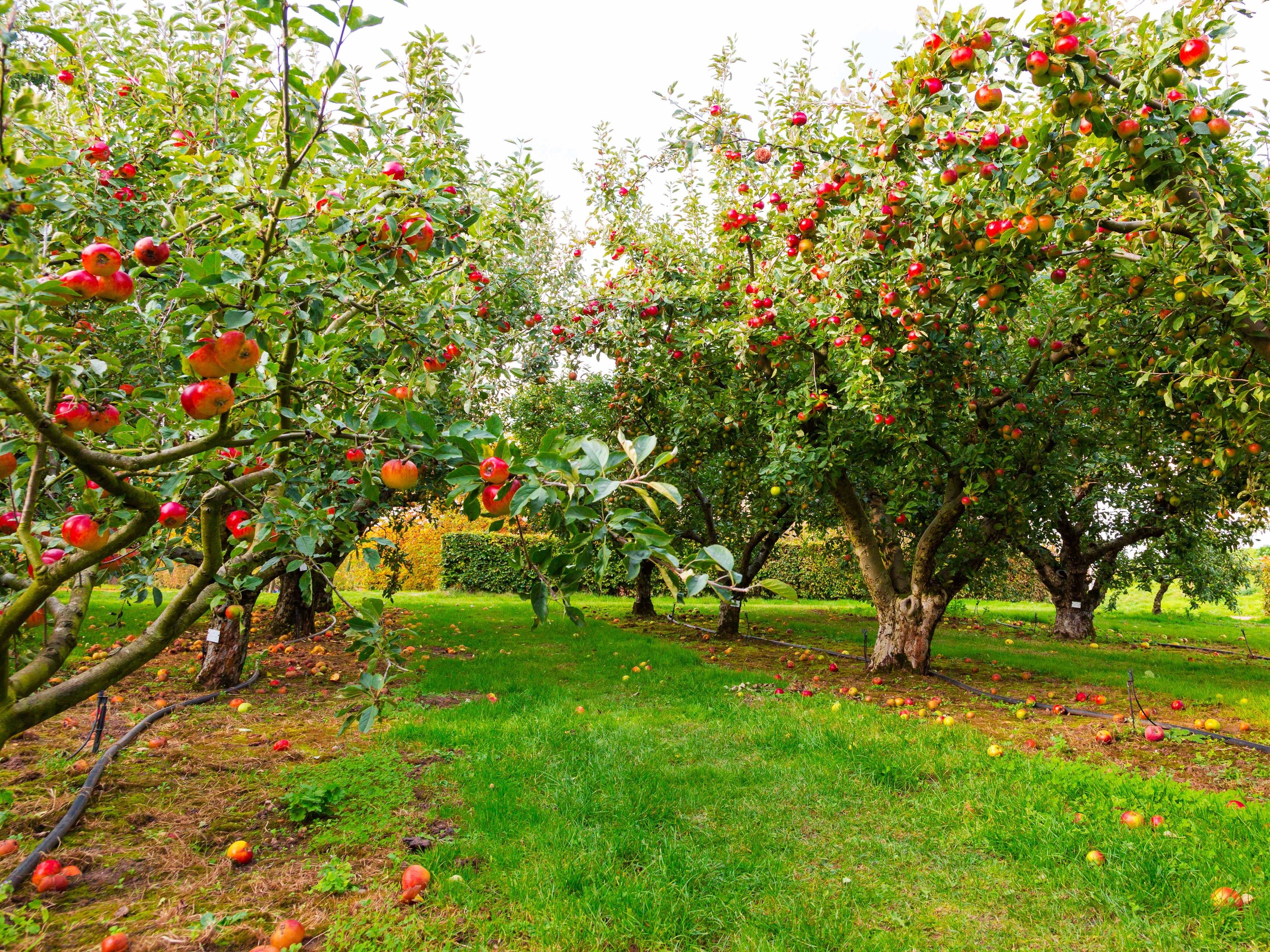 fall apple picking