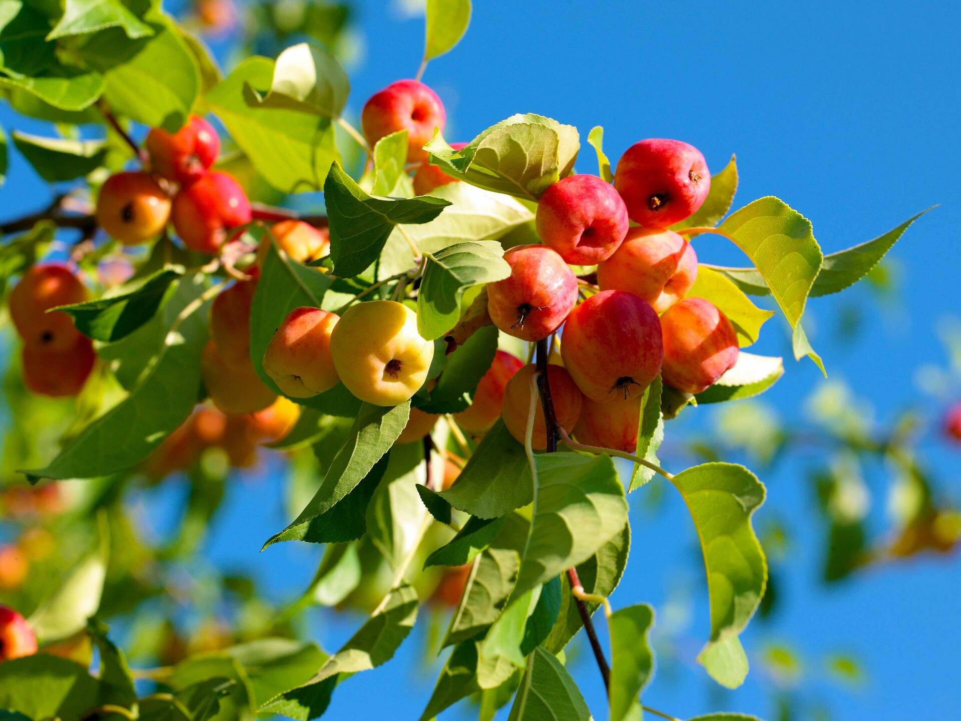 Go Apple Picking Near Chicago At These Local Orchards This Fall