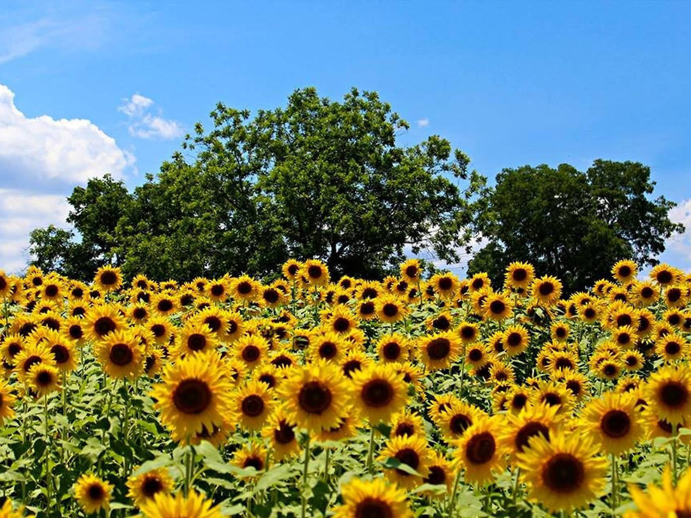 12 Beautiful Sunflower Fields Near Chicago