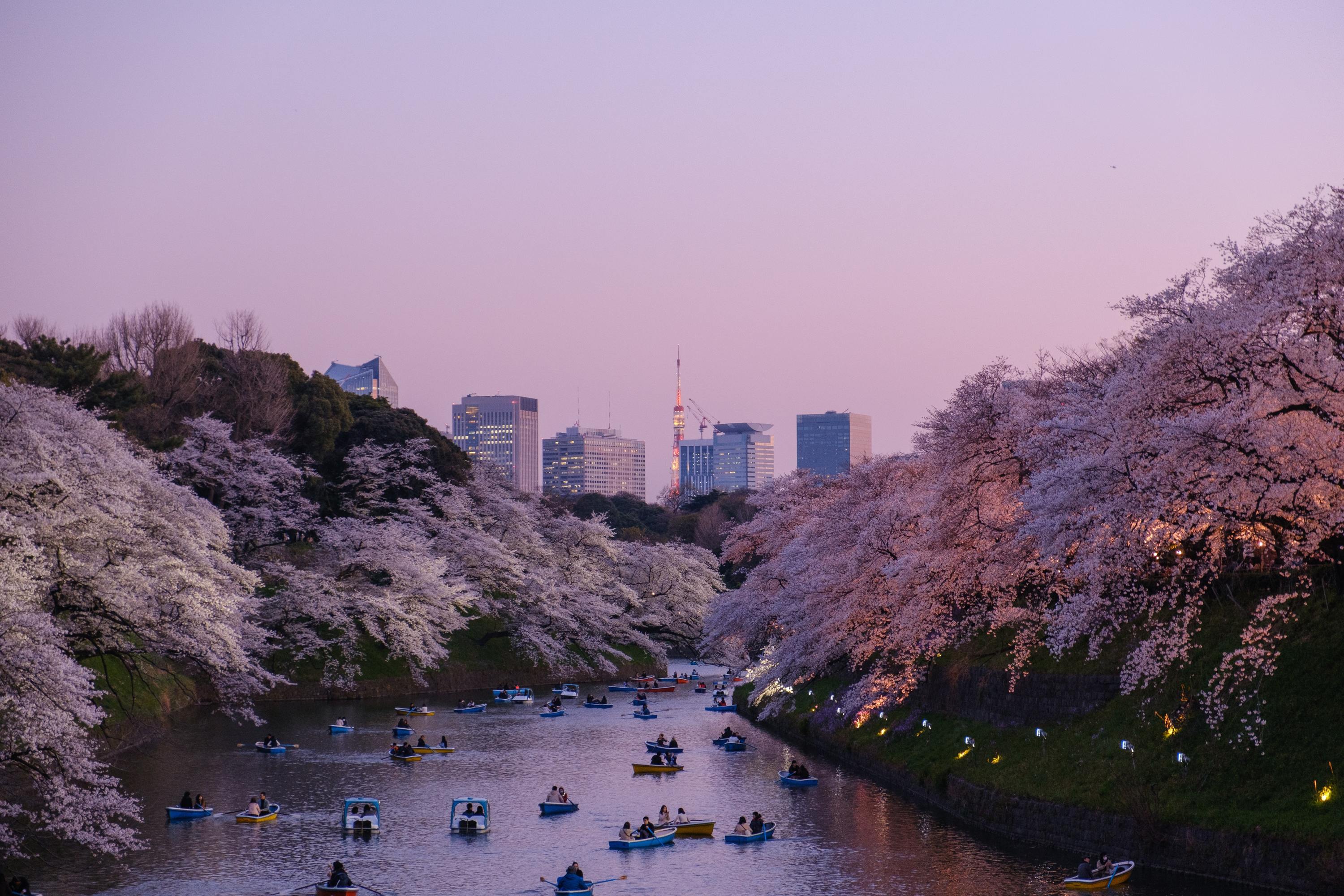 今年も花見は自粛を 千代田のさくらまつり 開催中止に