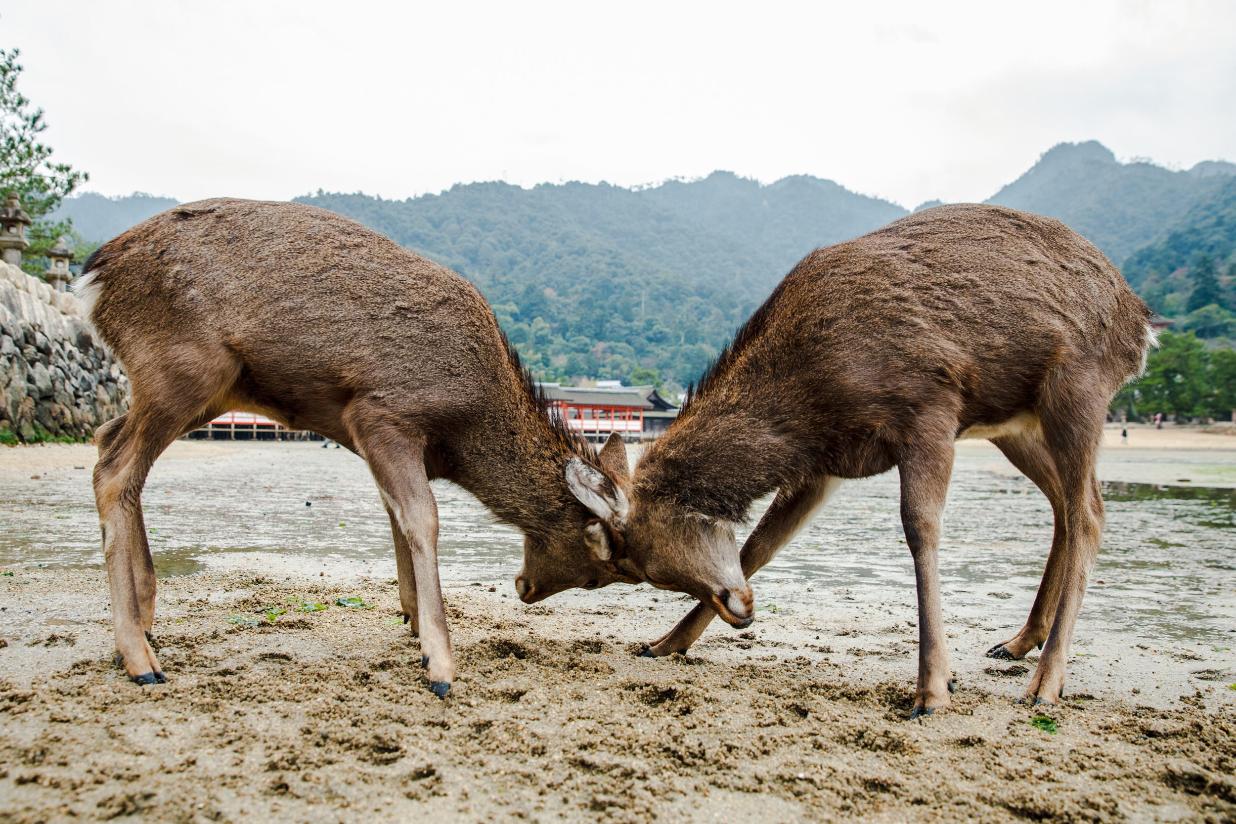 Photo: Keisuke Tanigawa