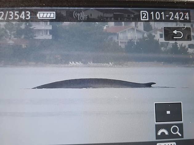 A 15-metre whale was spotted off the Croatian coast A 15-metre whale was spotted off the Croatian coast