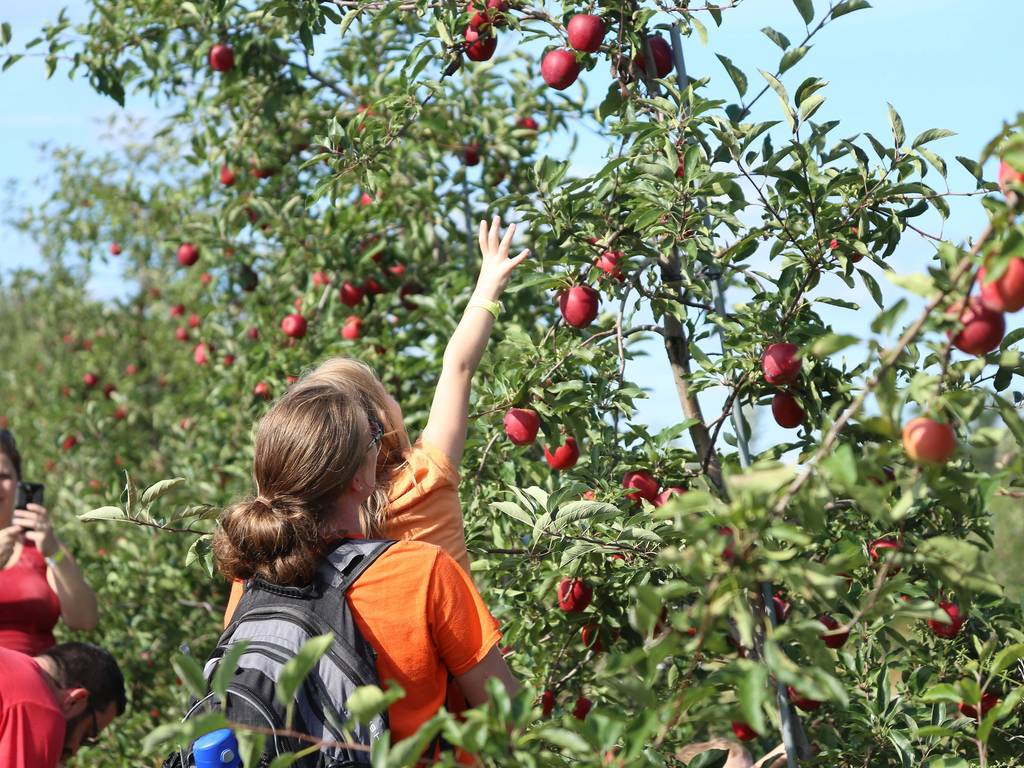 apple picking field trip near me