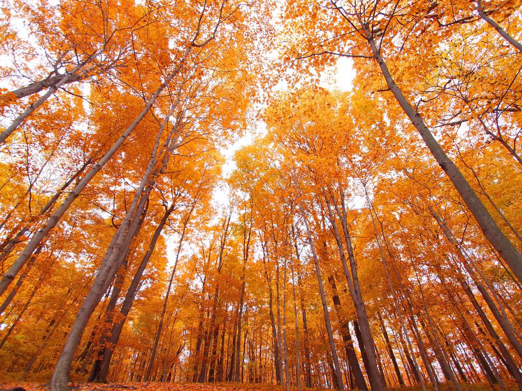 Where To See Best Fall Foliage In The Usa For Beautiful Fall Colors