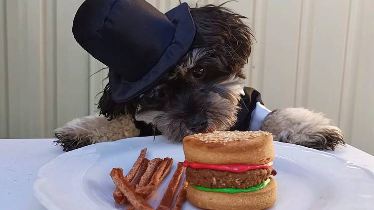 Dog looking at burger