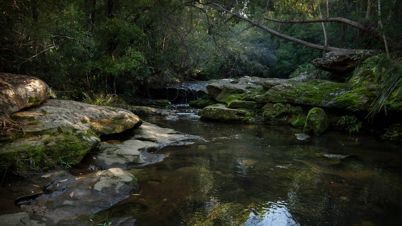 Kuringgai Wildflower Garden Things to do in St Ives, Sydney