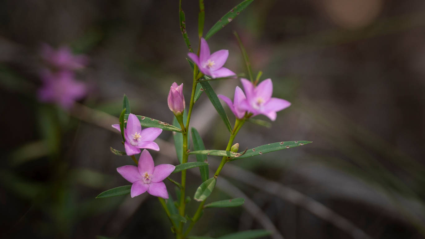 Kuringgai Wildflower Garden Things to do in St Ives, Sydney
