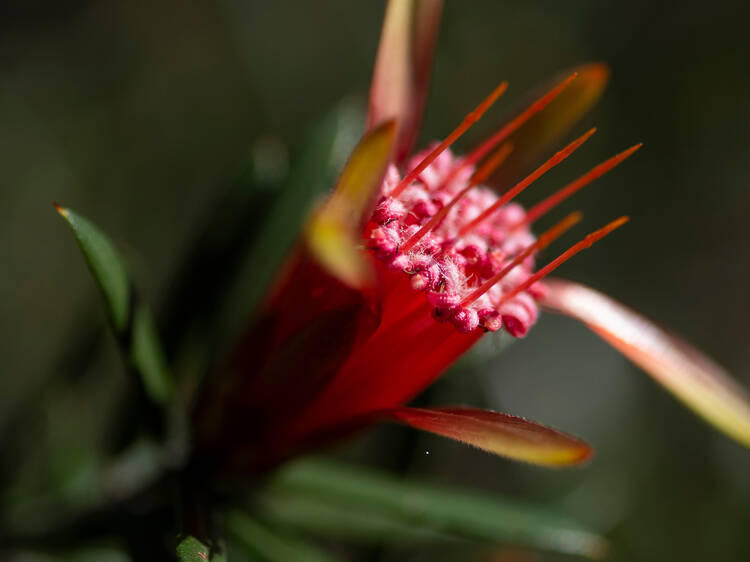 Ku-ring-gai Wildflower Garden