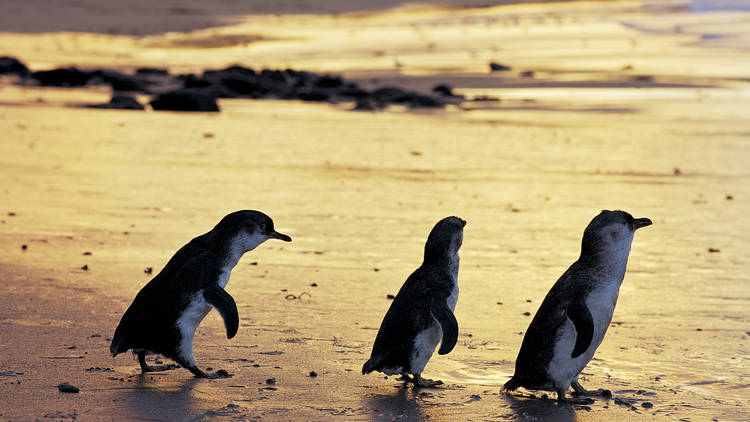 See the world-famous penguins at Phillip Island