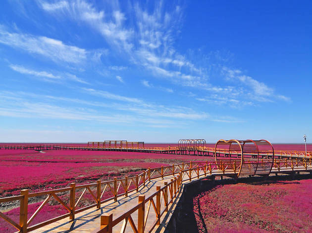 Aquesta és l'espectacular 'platja' de flors vermelles, única al món Photograph: Shutterstock