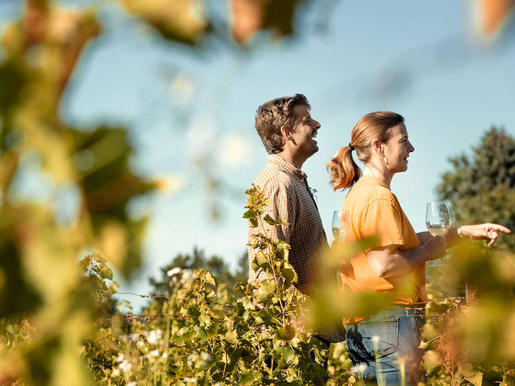 Vignoble Les Pervenches