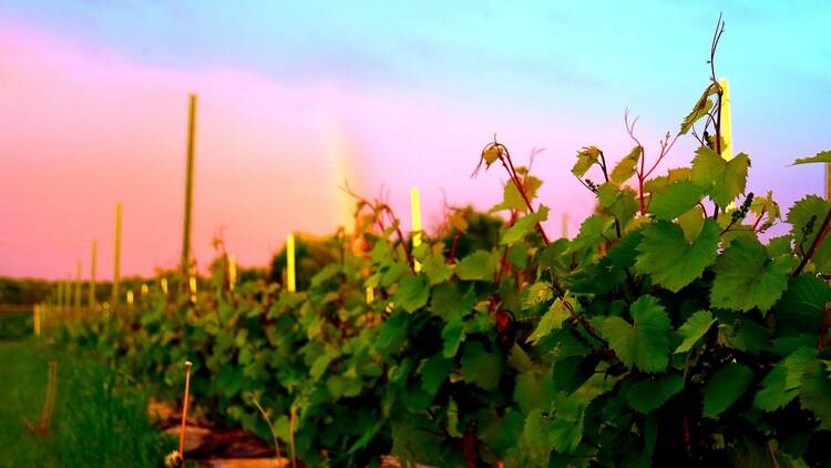 Vignoble de Pomone