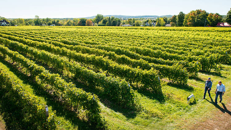 Vignoble Rivière du Chêne