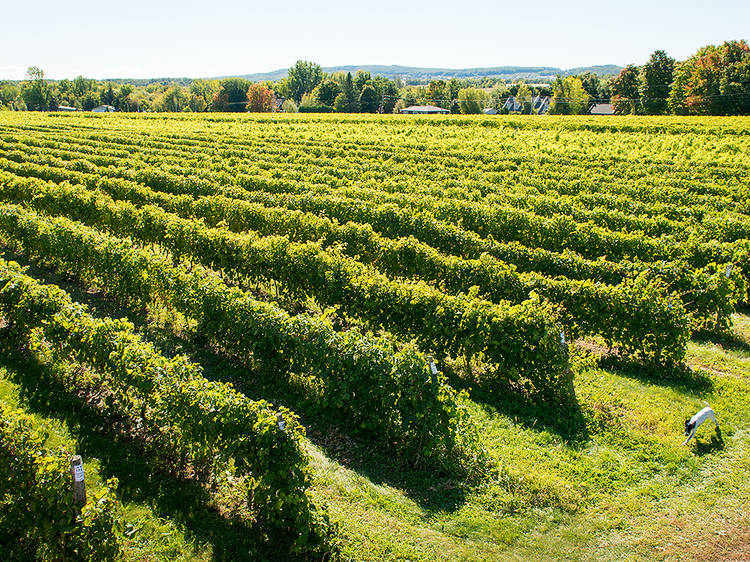 Vignoble Rivière du Chêne