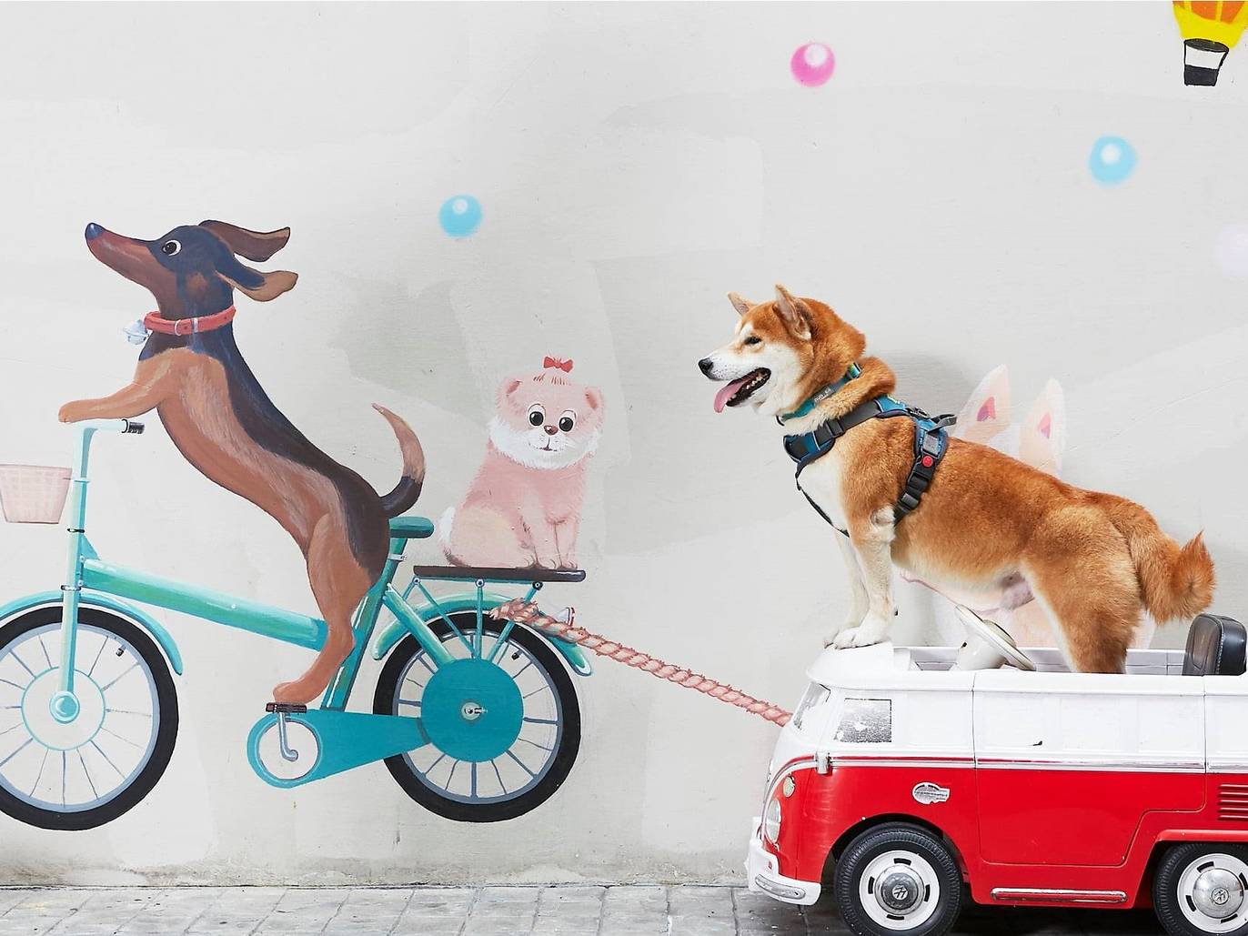 Best petfriendly spots in Bangkok