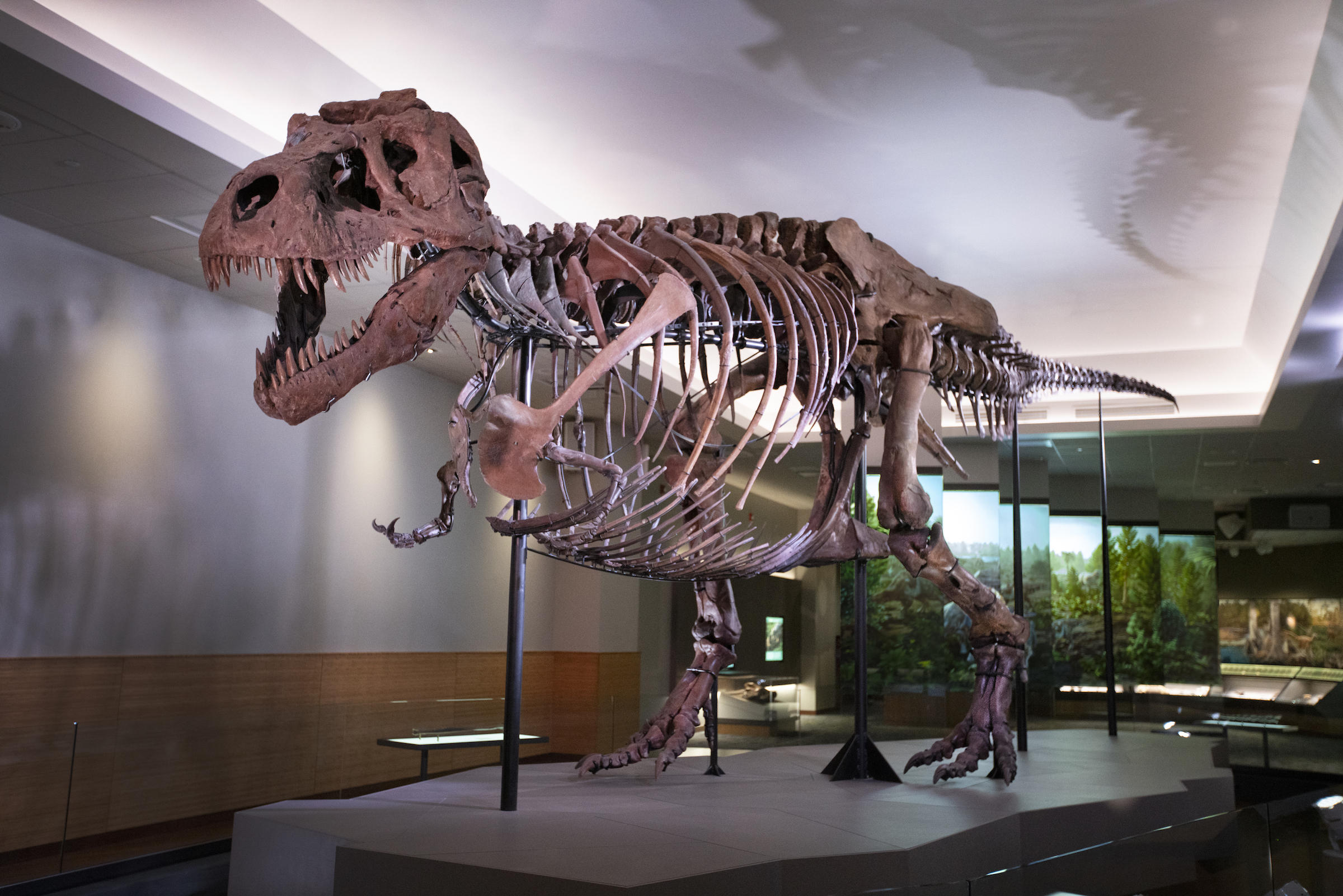 Waking the T. rex 3D: The Story of SUE - Field Museum