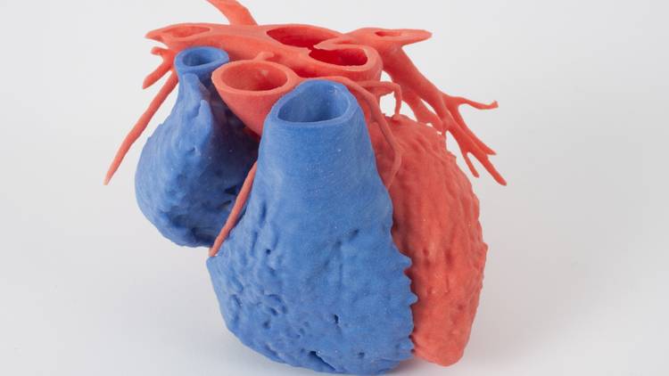 A pale blue and orange 3D printing of a human heart