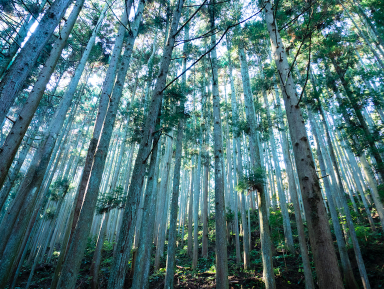 The new Mind Trail art festival is taking over the forests of Nara ...