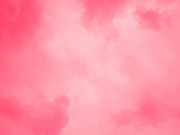 rosa rosa