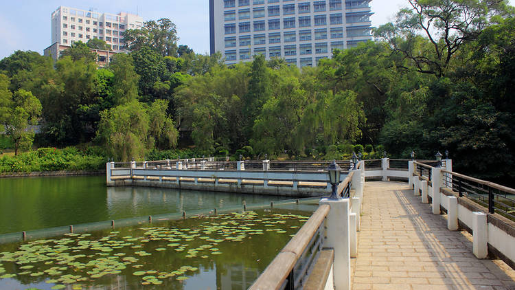 The Lotus Pond