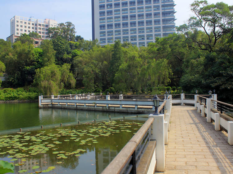 The Lotus Pond