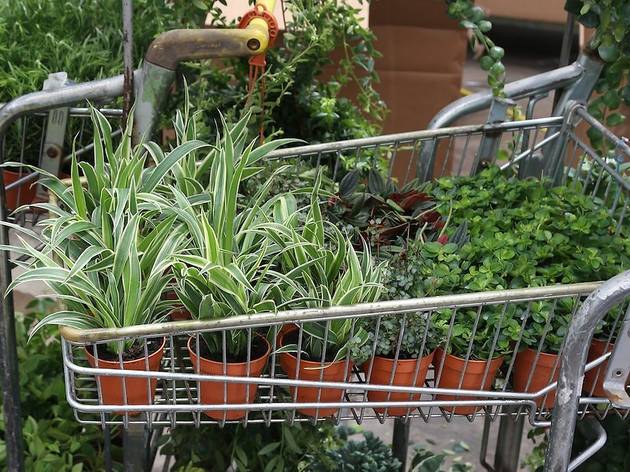 13 Best Plant Shops In Singapore For All Your Gardening Needs
