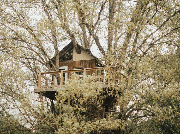 Treehouse Vineyards | Monroe, NC