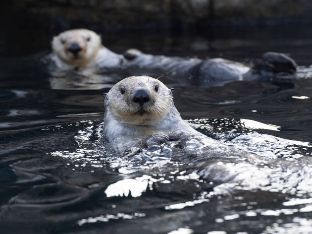 Here's how to snag free admission to the New York Aquarium Here's how to snag free admission to the New York Aquarium