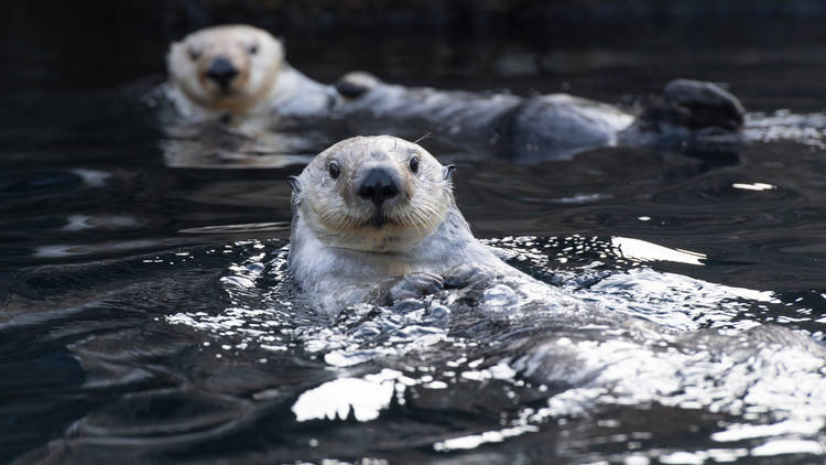 Free Wednesdays at the New York Aquarium