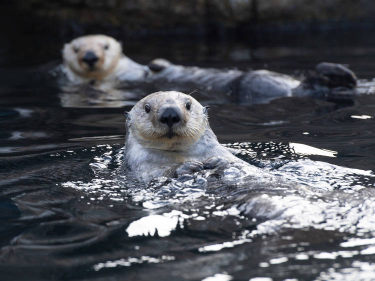 Free Wednesdays at the New York Aquarium