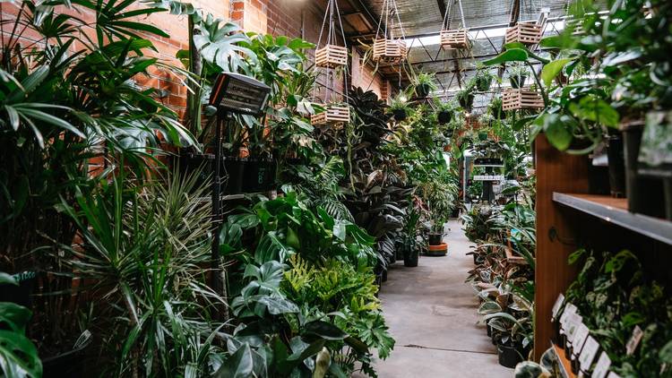 A warehouse filled with indoor plants