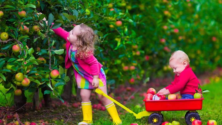 apple picking