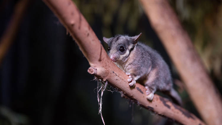 Leadbeater's possum