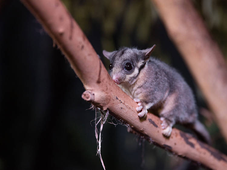 Leadbeater's possum