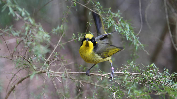 Helmeted honeyeater