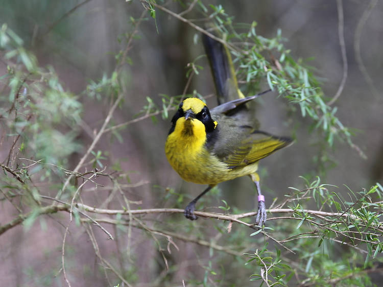 Helmeted honeyeater