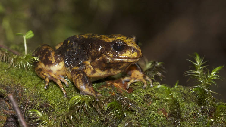 A brownish Baw Baw Frog sitting calmly on a mossy log