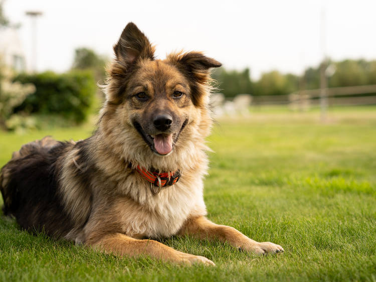 Happy dog on grass