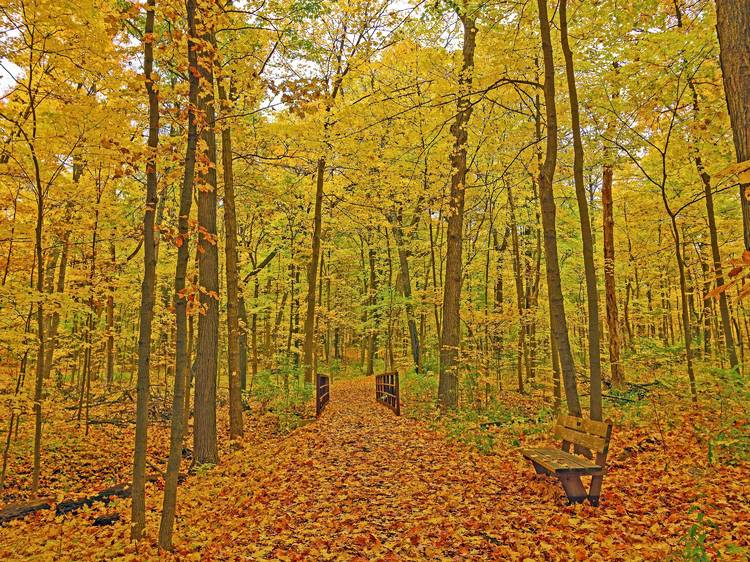 Morton Arboretum is offering guided ‘forest therapy’ walks for stress relief