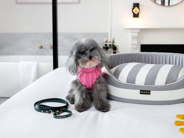 Little Albion Plush Pup Package Staycation Small grey dog in pink sweater sits on hotel bed