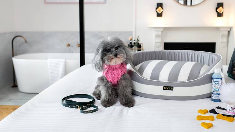 Take a posh staycation with your pet