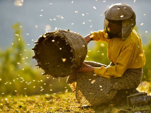 Honeyland Honeyland