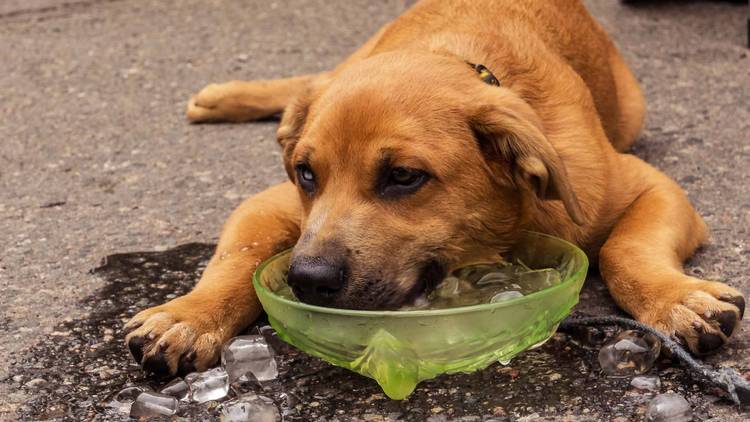 Dog cooling off