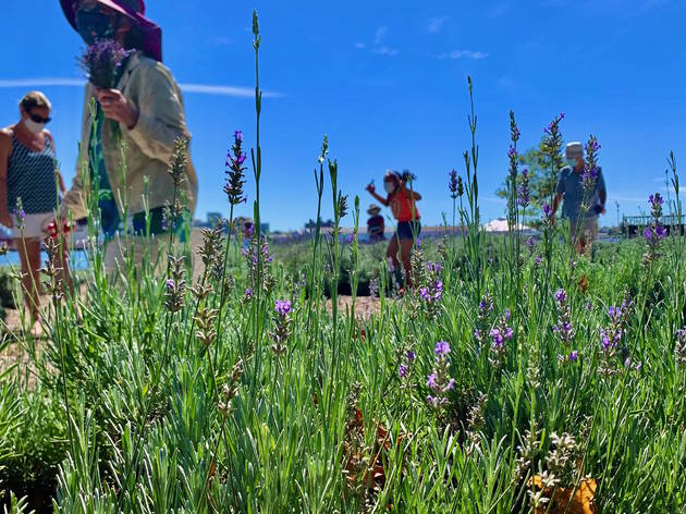 You can visit a hidden lavender field on Governors Island lavender