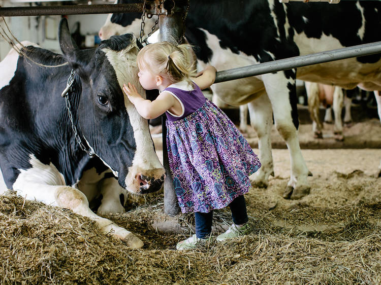 Liberty Hill Farm & Inn | Rochester, VT