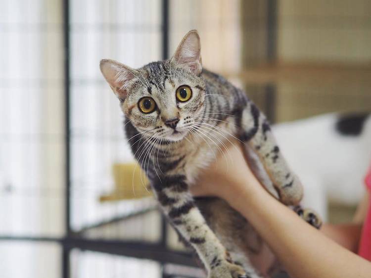 The best animal shelters to adopt a pet in Singapore