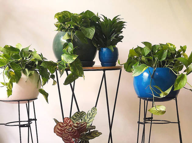 Plantify, plantas a domicilio Plantify, plantas a domicilio