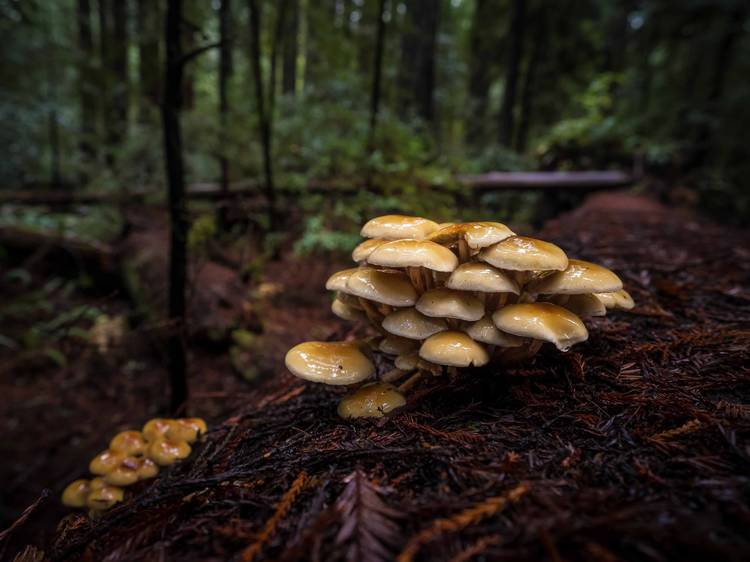 Marin, CA: Forage for mushrooms 