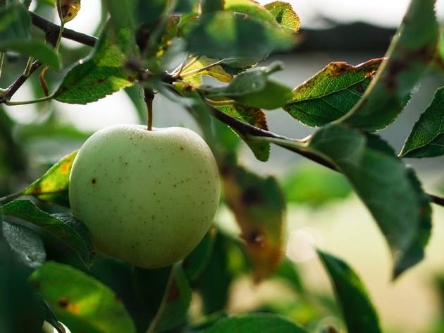 Green apple Green apple